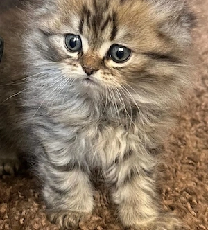 BLH Kizzen Katzen Babykatzen 12 Wochen