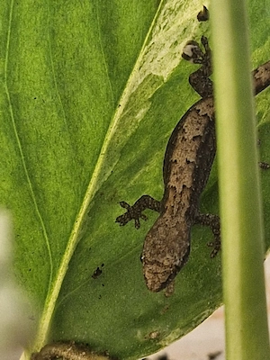 4x Jungferngecko Lepidodactylus lugubris