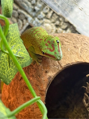 madagaskar taggecko 