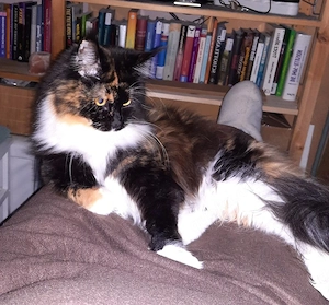wunderschöne Maine Coon Kätzin sucht Prinzessinenplatz, mit Stambaum