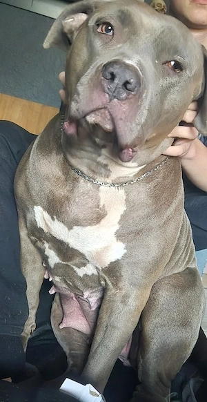 xxl bulli hündin
