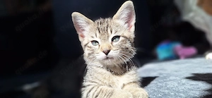 Bengal-Siam Katze Mix 