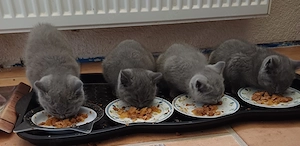    Wunderschöne BKH-Babykatzen suchen ein liebevolles Zuhause   