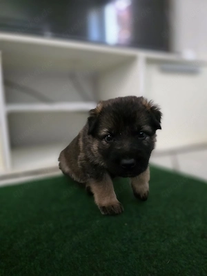 Leistungszucht Schäferhund welpen 