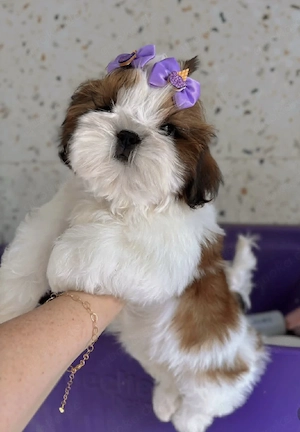 Wunderschöne Shih-Tzu-Welpen suchen ein neues Zuhause. 