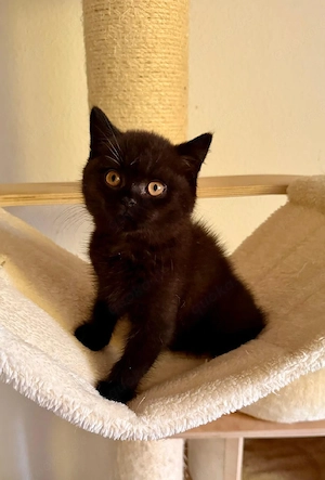Britisch kurzhaar Kitten,  BKH 