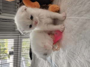 BKH Kitten