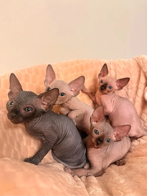 Spynks Kitten 