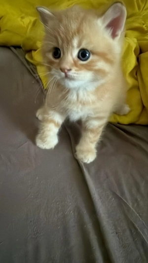    Unser kleiner Bob sucht ein liebevolles Zuhause