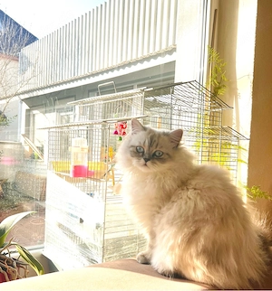 Wunderschöne reinrassige Perserkatzen suchen ein liebevolles Zuhause