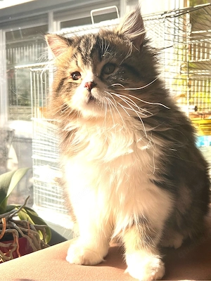Wunderschöne reinrassige Perserkatzen suchen ein liebevolles Zuhause Bild 3