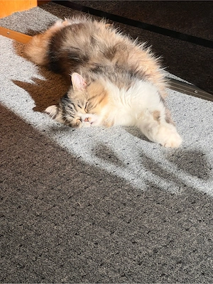 Wunderschöne reinrassige Perserkatzen suchen ein liebevolles Zuhause Bild 5