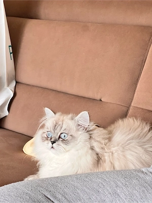 Wunderschöne reinrassige Perserkatzen suchen ein liebevolles Zuhause Bild 2