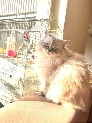 Wunderschöne reinrassige Perserkatzen suchen ein liebevolles Zuhause Bild 4