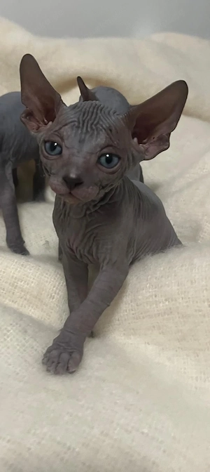 Canadian Sphynx Kitten 