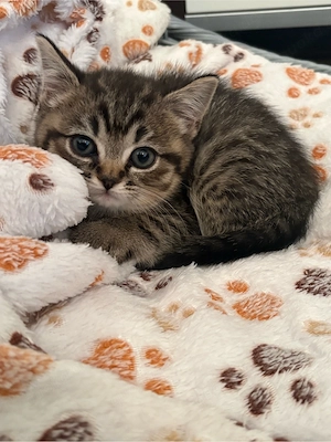 Letzte Britischkurzhaar Kitte  sucht neues Zuhause ! Bild 2
