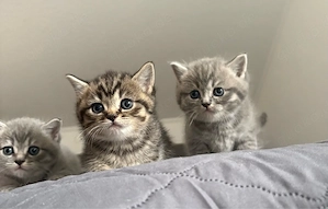 Letzte Britischkurzhaar Kitte  sucht neues Zuhause ! Bild 3