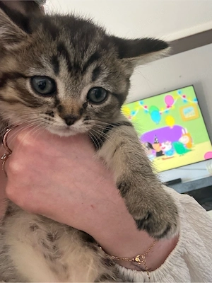 Letzte Britischkurzhaar Kitte  sucht neues Zuhause !