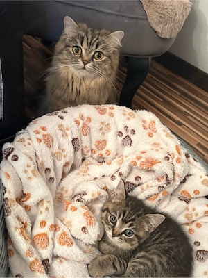 Letzte Britischkurzhaar Kitte  sucht neues Zuhause ! Bild 4