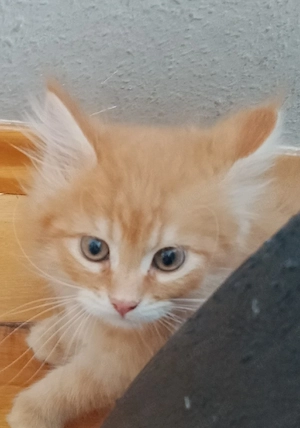 Britisch langhaar Main coon Kater 