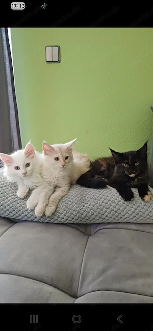 Reinrassige Maine Coon Kitten