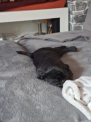 Mops schnellstmöglich abzugeben 