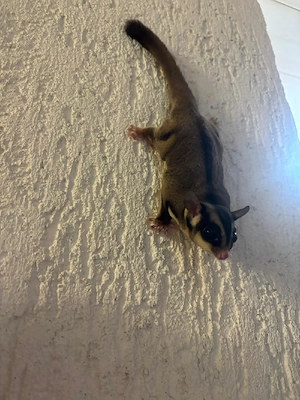 Sugar gliders, Gleithörnchen