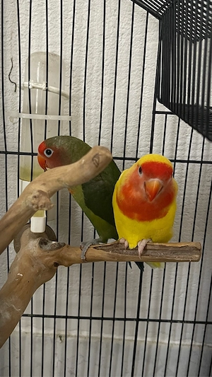   Roseköpfschen Agapornis