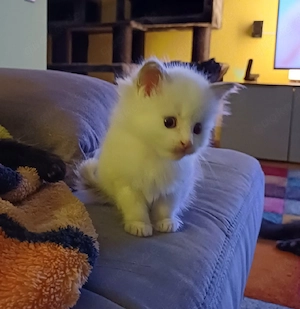 Reinrassige Maine Coon Kitte