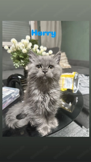 Ihr Vater ist eine Perserkatze und ihre Mutter ist ein Britischer Tiger.