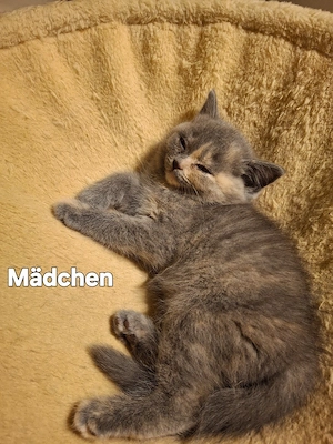 Bkh Kitten, weiß, blue und blue tortie 