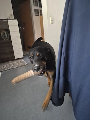 hund in gute hände zu verkaufen 