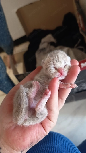 bkh mix kitten 