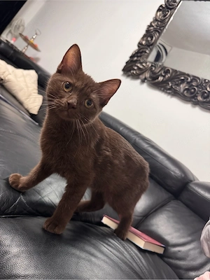 bkh katze Braun
