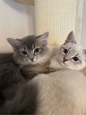 Wunderschöne BKH-Ragdoll-Mix Geschwister (geimpft, gechipt, EU-Pass) Bild 3