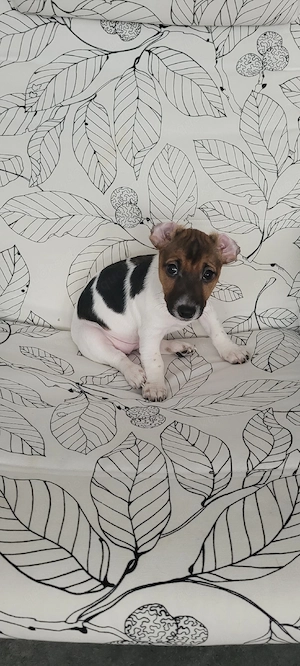Drei unserer lieben reinrassigen Jack Russell  suchen noch ein Zuhause! Ab sofort möglich! Bild 3