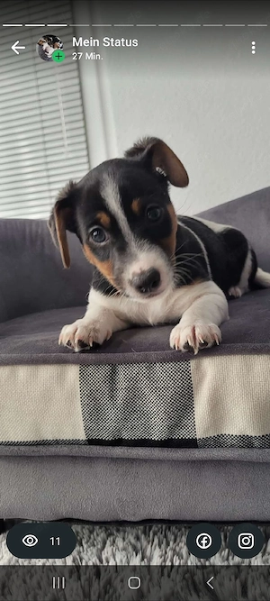 Drei unserer lieben reinrassigen Jack Russell  suchen noch ein Zuhause! Ab sofort möglich!