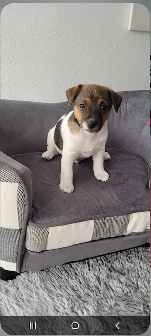 Drei unserer lieben reinrassigen Jack Russell  suchen noch ein Zuhause! Ab sofort möglich! Bild 2