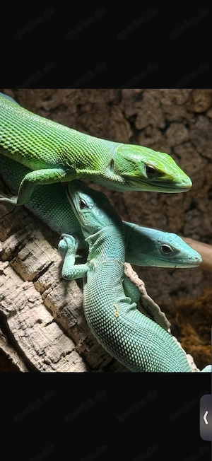 Grüne   Blaue Baumeidechsen - gastropholis prasina 