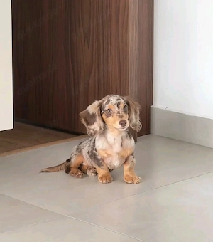 dachshund welp