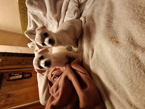 Liebe Malteser-Mops-Mix Welpen suchen Zuhause