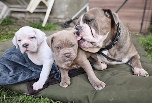 Alternativ Bulldog, OEB,  old english Bulldog Welpen  Bild 2