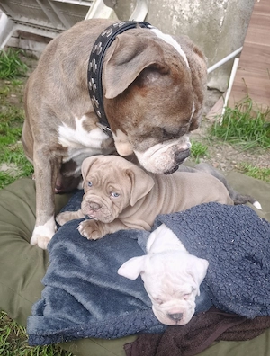 Alternativ Bulldog, OEB,  old english Bulldog Welpen  Bild 7