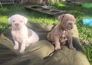 Alternativ Bulldog, OEB,  old english Bulldog Welpen  Bild 4