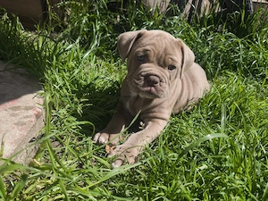 Alternativ Bulldog, OEB,  old english Bulldog Welpen  Bild 10