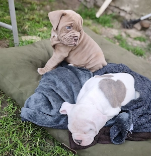 Alternativ Bulldog, OEB,  old english Bulldog Welpen  Bild 8