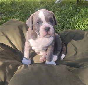 Alternativ Bulldog, OEB,  old english Bulldog Welpen  Bild 3
