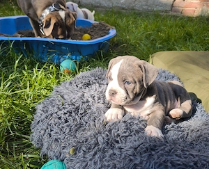Alternativ Bulldog, OEB,  old english Bulldog Welpen 