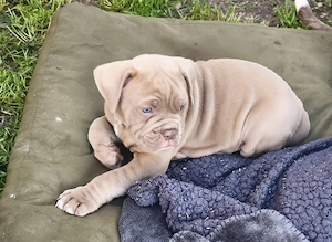Alternativ Bulldog, OEB,  old english Bulldog Welpen  Bild 6