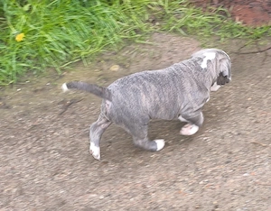 Alternativ Bulldog, OEB,  old english Bulldog Welpen  Bild 5